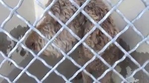 9.4K views · 49 reactions | Gardena, CA ~ Animal ID #A5295455 L.A....
