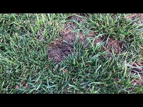 How to kill gophers using a road flare or bomb
