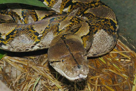 Reticulated Python Care Sheet | Reptiles' Cove