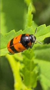 Beautiful Beetle