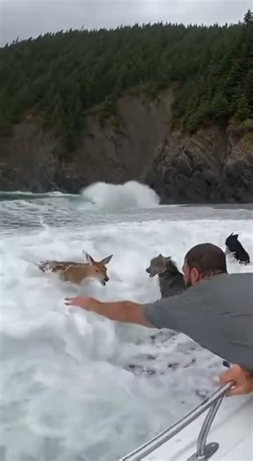 Wolf Pack Attacks Deer on Beach | Man Rescues Fawn from Ocean 🐺🌊 #Shorts
