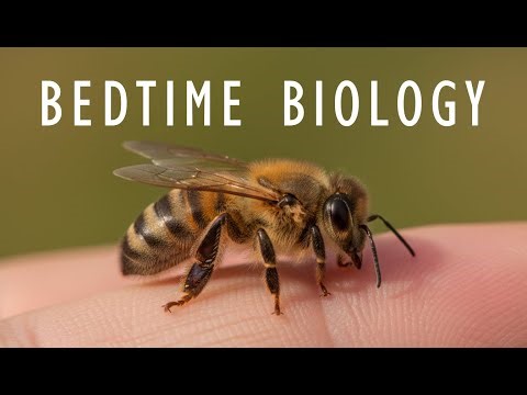 The Most Important Insect in the World | Science To Sleep to