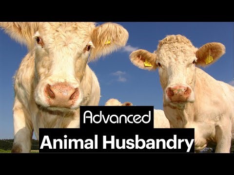 Technology in Animal Husbandry