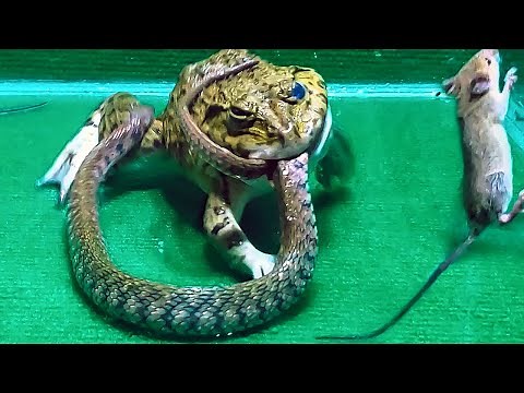 Amazing!! Asian Bullfrog Eats Big Snake And Mouse! Asian Bullfrog Live Feeding
