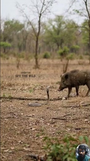 Wild Boar vs Two Venomous Cobras | Lightning Fast Attacks as the Boar Overpowers Both Snakes 1 by 1.