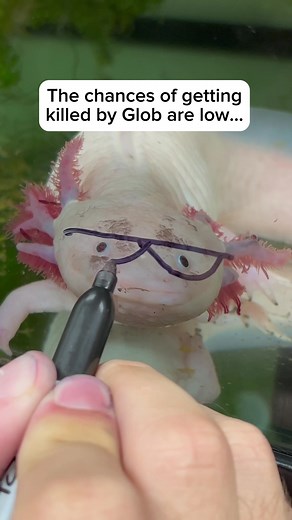 Black Friday Sale on Axolotls & Plushies | 20% Off Everything