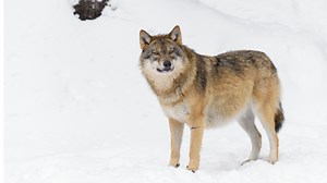 300  Wolf Names and Meanings (From Alaska to Zion)