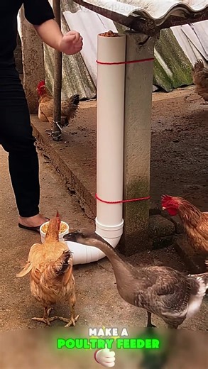DIY Poultry Feeder Using a Drain Pipe