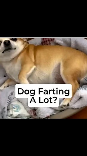 13K views · 37 reactions | Many times dogs start farting and we may take it lightly but it is a sign of changing some ingredients in their diet or change in meal timings. Let me know in the comments if your dog farts oftentimes.. | Oh My Dog | Facebook