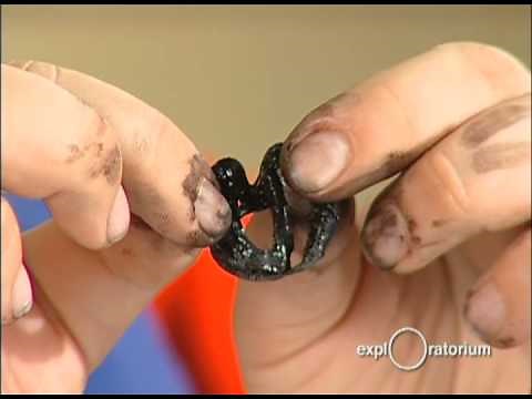 Cow's Eye Dissection I Exploratorium