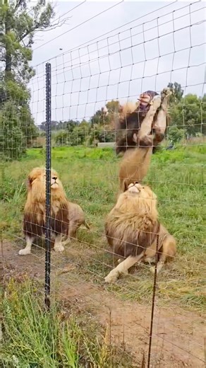 How Lions Are Fed Meat in Controlled Wildlife Settings | #youtubeshorts #wildlife #tranding