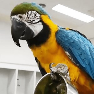 Macaw Melbourne