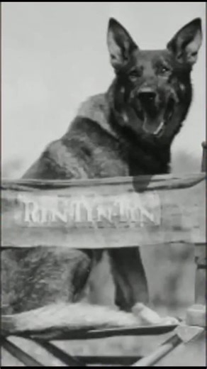 Historical Pets on Instagram: "Training your dog doesn’t have to be a struggle 🐶💡 The Dogo app helped me get real results — all from home! 🎯 Step-by-step lessons 🐾 Builds better habits ❤️ Strengthens your bond ✨ Start your 7-day FREE trial 🔗 Link in bio 🔑 Referral code: PETSHISTORICAL #DogoApp #DogTraining #DogLife #PetParent #SmartDog #DogTips #DogLovers #ReelDogs #DogTok"