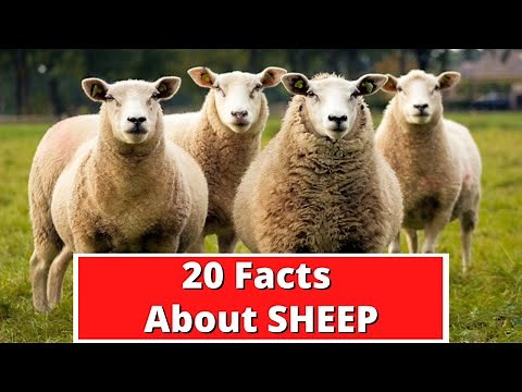 20 Facts About Sheep