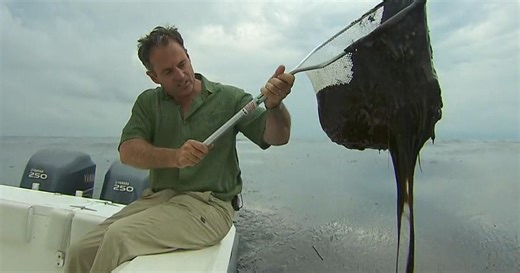 Where recovery efforts stand 15 years after BP oil spill