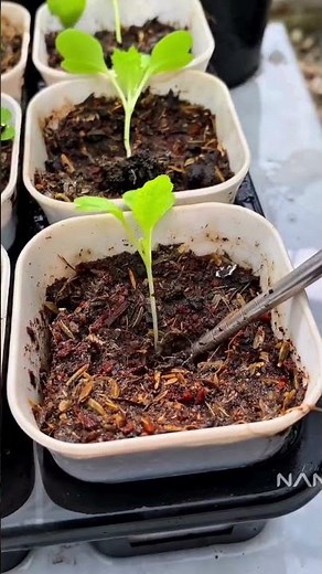 How to Transplant Seedlings for Massive Growth! 🌱✨ #GardeningHacks