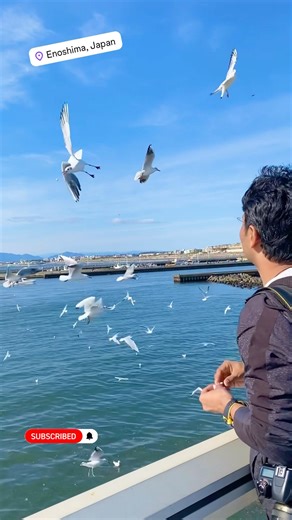 Seagulls flying is joy to watch and feeding them is always fun 💕😍