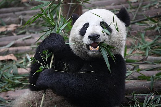 Panda Predators: These 6 Animals Kill and Eat Pandas