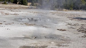 10/09/25: At the Lower Geyser Basin. Our Geysers of Yellowstone Tour saw elk, bison, ravens, and a black bear. We enjoyed eruptions of Old Faithful, Castle, Beehive, Sawmill, Tardy, Spasmodic, and Clepsydra Geysers. Enjoying our beautiful warm weather, before this cold stretch coming. Another great day in our Wonderland. | Yellowstone Tour Guides