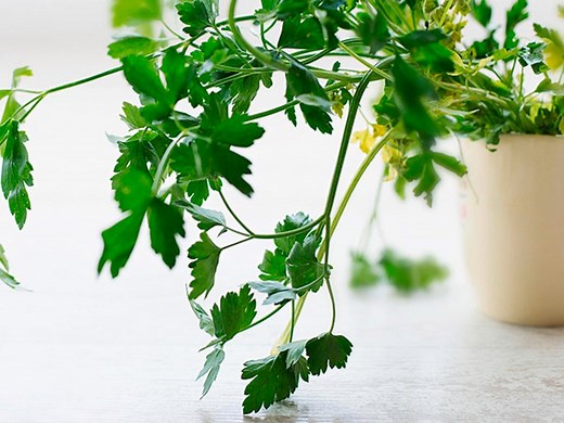 How To Grow Italian Parsley  - Bunnings Australia