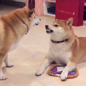 119K views · 3.4K reactions | Doggo on Reels | Facebook