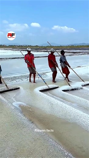 What Type of Salt Do We Eat? Clear Answers in 55 Characters