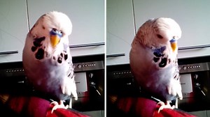 10K views · 77 reactions | Sound on ☑ Beep boop! This budgie is actually R2-D2  | Storytrender | Facebook