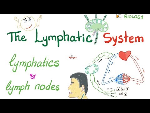 The Lymphatic System - Lymphatics and Lymph Nodes - Immunology - Biology