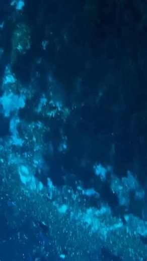 Catching an Angry Softshell Turtle #fbreels #animals #funny #survival #happy | Forrest Galante