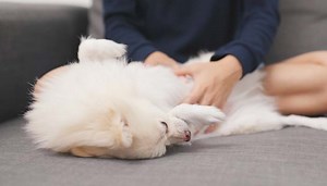 How to Massage Gas Out of a Dog