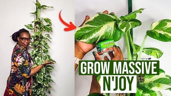 Grow Big N’JOY Pothos Leaves: The Ultimate Care Guide