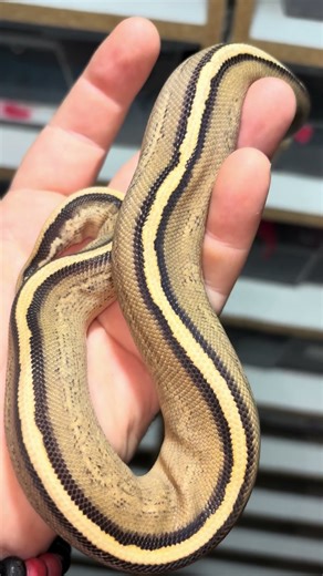 pitón bola (python regius) fase super stripe black pastel, www.constrictorchile.cl