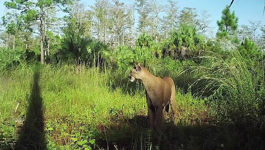 Sound Up! A special capture of a female Florida panther, sometimes referred to as the "swamp screamer", yowling for a potential mate. Did you know panthers (which are a subspecies of puma) are not a true "big cat" - pumas lack the ability to roar like their larger cousins - e.g. tiger, leopard, lion, and jaguar. Although they cannot truly roar, Florida panthers are capable of making many different vocalizations depending on their mood and the situation. Panthers in Florida are known to be season