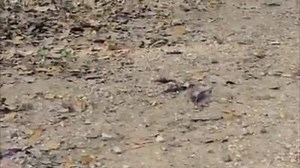 20K views · 254 reactions | Scary  | Harami Legends | Facebook