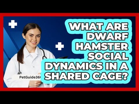 What Are Dwarf Hamster Social Dynamics In A Shared Cage? - PetGuide360.com