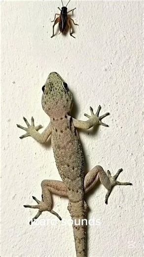 Why Do Lizards Make This Sound? 🦎😲 Gecko Call!