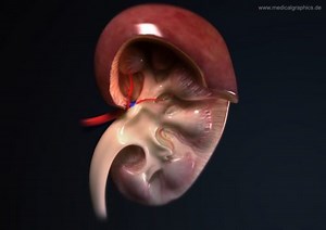 Acute Renal Failure (ARF): BUN and Creatinine Interpretation