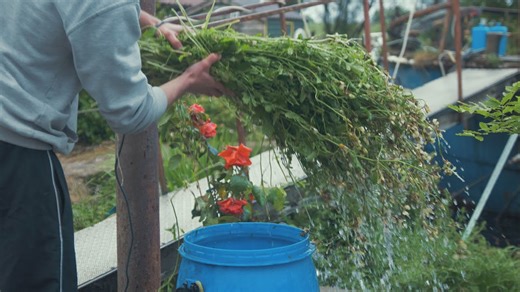 Harvesting an Abundance of Rocket Grown in the Garden