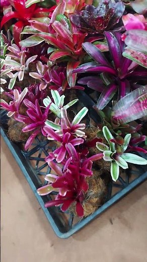 🌸 Rare Bromeliads Flash Sale | Limited Stock | Whatsapp 9597953378 #bromeliads #bromeliad #viral