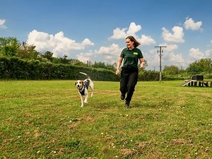How to train your dog to come back when called | Dogs Trust