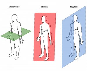 Planes Of Motion: Sagittal, Frontal, Transverse | Blog