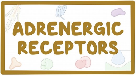 Adrenergic receptors: Video, Causes, & Meaning | Osmosis