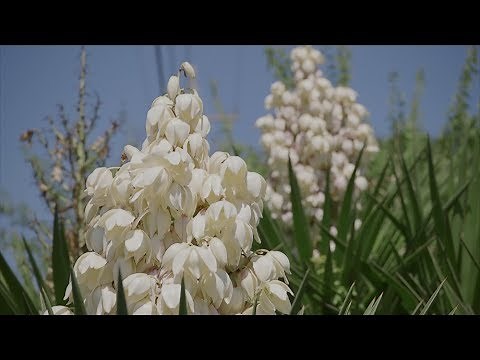 Yucca Plant