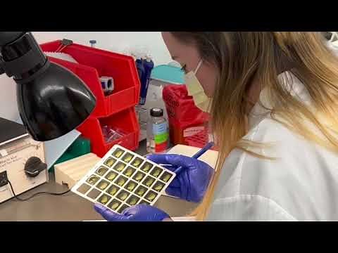 Tour a Fully-Automated Clinical Microbiology Lab