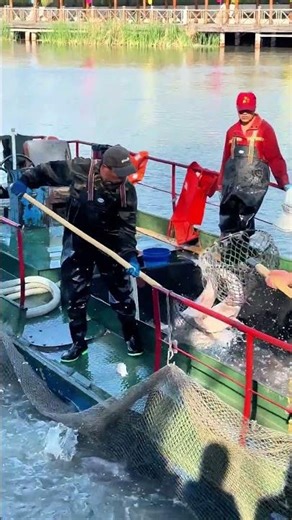 Sorting out the big fish to fetch a better price