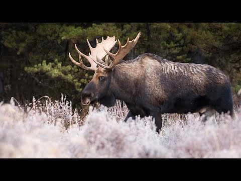Moose: Facts, Habitat, and Behavior in the Wild | Moose Hunting Tips