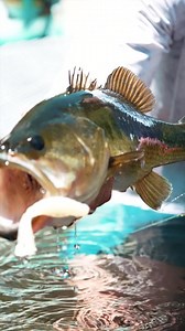 2.6K reactions · 172 shares | With a bulky 4.25” profile, twin action tails, and naturally buoyant, 10X Tough ElaZtech® construction, the Billy GOAT™ is the ultimate flipping bait, ChatterBait® trailer, buzzbait trailer, or topwater bait. | Z-Man Fishing Products | Facebook