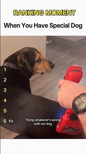 Dogs being idiots part 286 😂| Funny dogs compilation #funnydog #funnypet #cutedog #dog #dogsworld