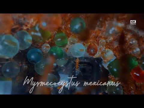 Honey Pot Ant Nest – A Stunning View of Nature’s Little Engineers