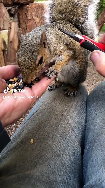 Effective Tick Removal for Your Pet Squirrel
